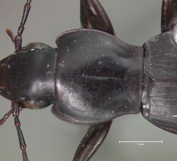 Media type: image;   Entomology 5609 Aspect: pronotum dorsal